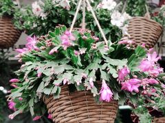 -桂林市花鸟市场