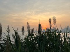-深圳湾公园(南山区)