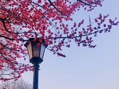 -橘子洲景区