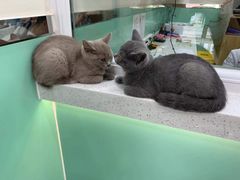 -全心全意连锁动物医院(石景山店)