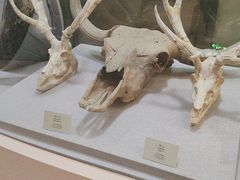 -烟台自然博物馆