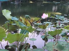 -映月湖公园