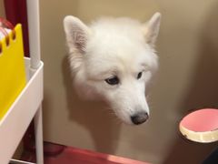 -和它·交个朋友·狗咖猫咖(爱琴海店)