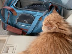 -凯特喵百思猫专科医院