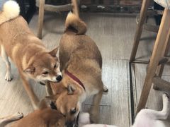 -柴犬高等学院·狗咖·柴犬售卖·宠物训练