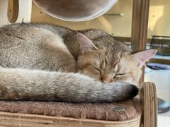 -飞行喵MR PILOT|猫舍·猫咖(静安大融城店)