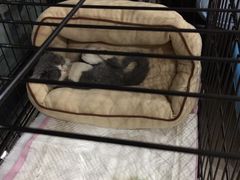 傻傻猫猫大本营-Bastet sally猫舍购宠(静安店)