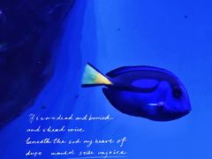 -泉城欧乐堡海洋极地世界