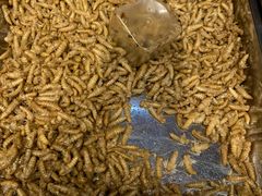 -昆虫窝子·特色云南菜(拓东路总店)