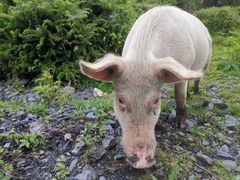 -硗碛藏寨·神木垒景区
