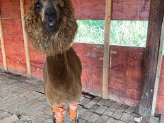 -前小桔亲子创意农场·草莓采摘·露营烧烤