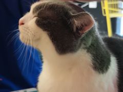 -猫色咖啡·猫咖
