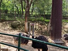 -青藏高原野生动物园