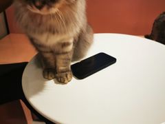 -猫儿山۰猫主题餐厅