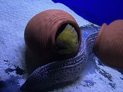 -江和美海洋公园