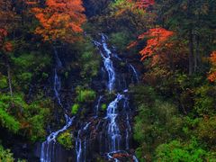 -望天鹅景区