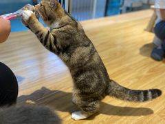 -啵啵喵·猫咖(攀华国际店)