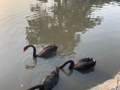 -鹅湖玫瑰文化园