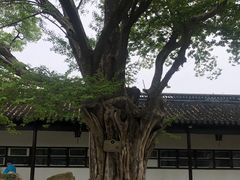 -苏州文庙(姑苏区)