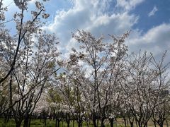 -大宁郁金香公园-停车场