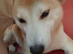 -和它·交个朋友·狗咖猫咖(爱琴海店)