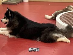 -和它·交个朋友·狗咖猫咖(爱琴海店)
