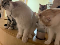 -猫和宫(六道口店)