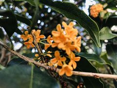 -杭州海华满陇度假酒店