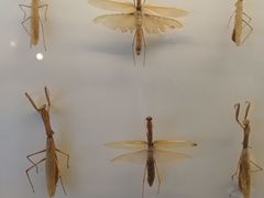 -四川大学博物馆