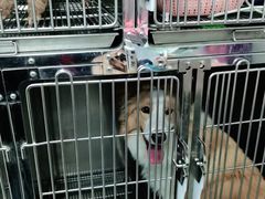-宠福鑫康馨动物医院·骨科·眼科