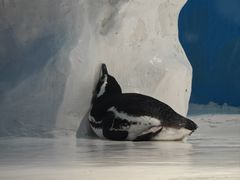 -北海海底世界