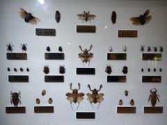 -上海昆虫博物馆