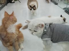 -糯米喵星人·撸猫猫舍咖啡馆(西市场嘉华店)