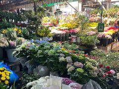 -曲阳花鸟市场(曲阳路店)