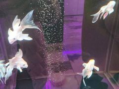 -青石桥花鸟鱼虫市场(叠翠城店)