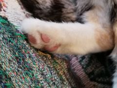 -平行世界·猫咖(首经贸店)