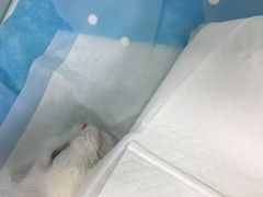 -纳吉亚猫专科动物诊疗中心(蒋宅口分院)
