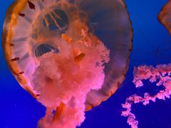 -太平洋海底世界