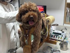 -西安京西宠物医院·瘫痪·疑难杂症