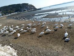 -烟墩角天鹅湖