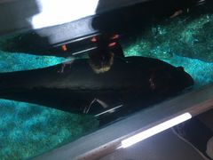 -暹罗海洋世界