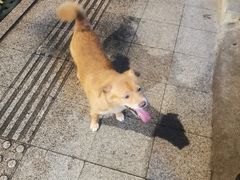 -松盛糕团店(红旗桥店)
