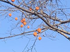 -泰山风景名胜区-普照寺