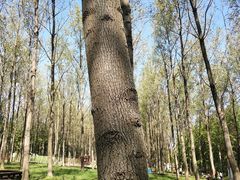 -黄海国家森林公园