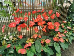 -上海鲜花港