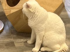 -楼上猫咖(罗湖店)