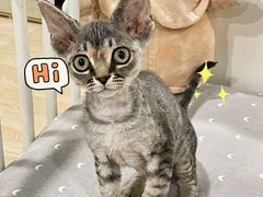 -十年猫舍·猫咪专门店(普陀店)