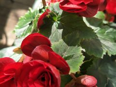 -新竹里馆·花园餐厅(兴苑路店)