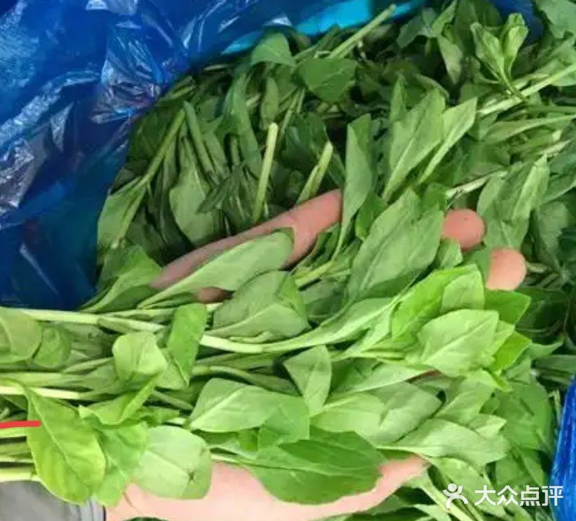 舌尖上的春日精灵——枸杞头