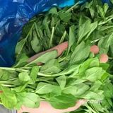 舌尖上的春日精灵——枸杞头